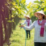 Innovations in Sustainable Cambodian Agricultural Practices